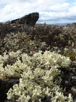 White, frilly cetraria lichen in the foreground with rocks and blue sky in the background