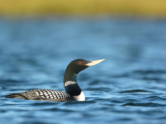 Yellow billed loon swimming Yellow billed loon swimming