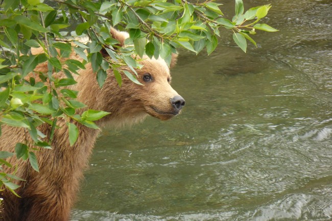 Brown Bear peering from behind some vegetation.