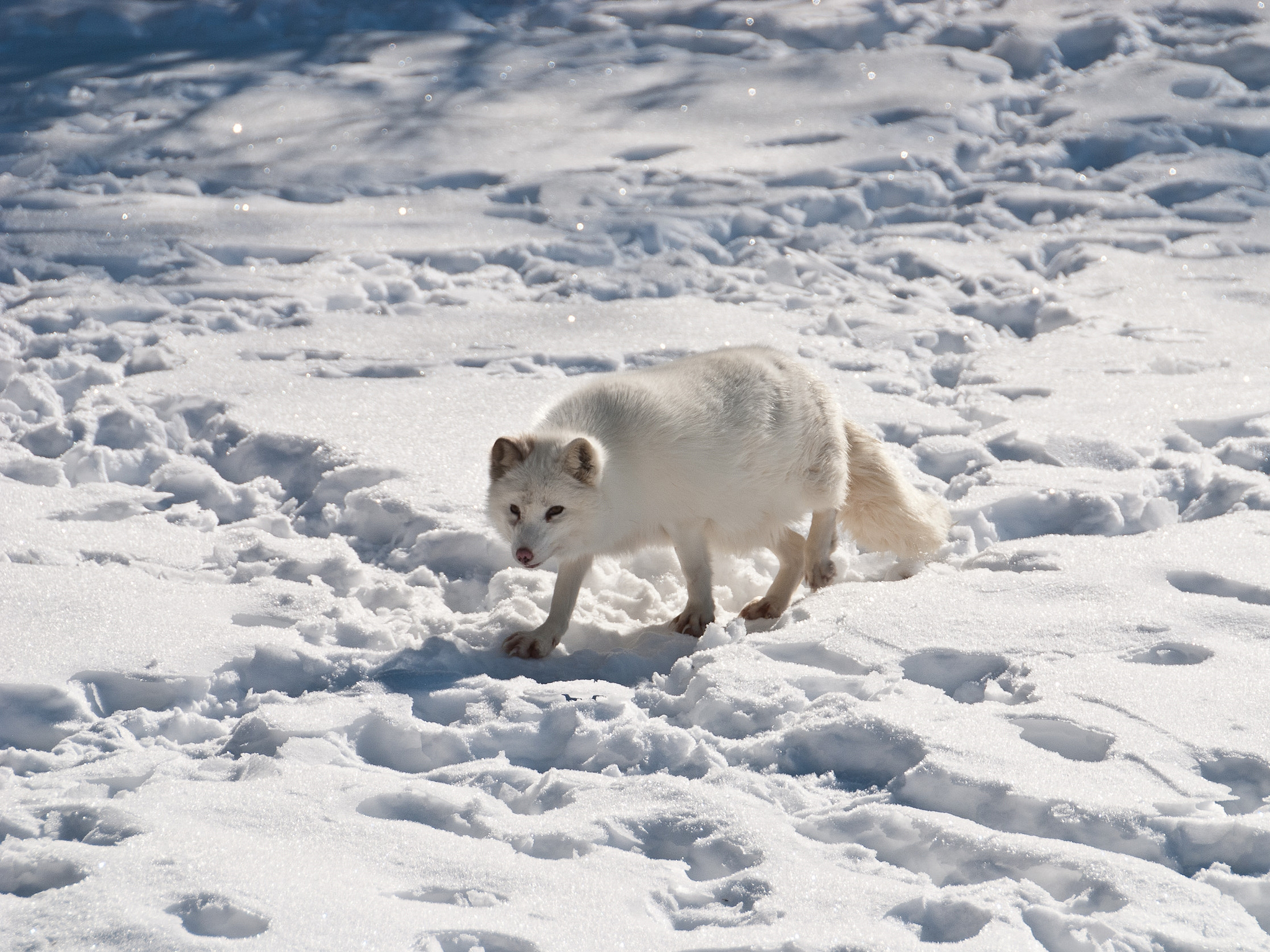 Arctic Fox - Bering Land Bridge National Preserve (U.S. National Park  Service)