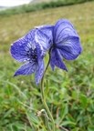 Monkshood