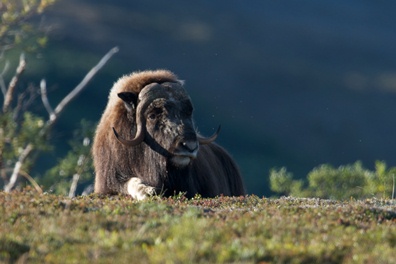 Ice-Age Survivors - Bering Land Bridge National Preserve (. National Park Service) Ice-Age Survivors - Bering Land Bridge National Preserve (. National Park Service)