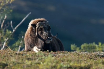 A muskox lays on the tundra in the sunset