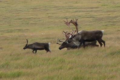 Three caribou walk downhill on the green grassy tundra
