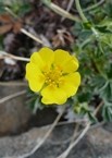 One-flowered Cinquefoil