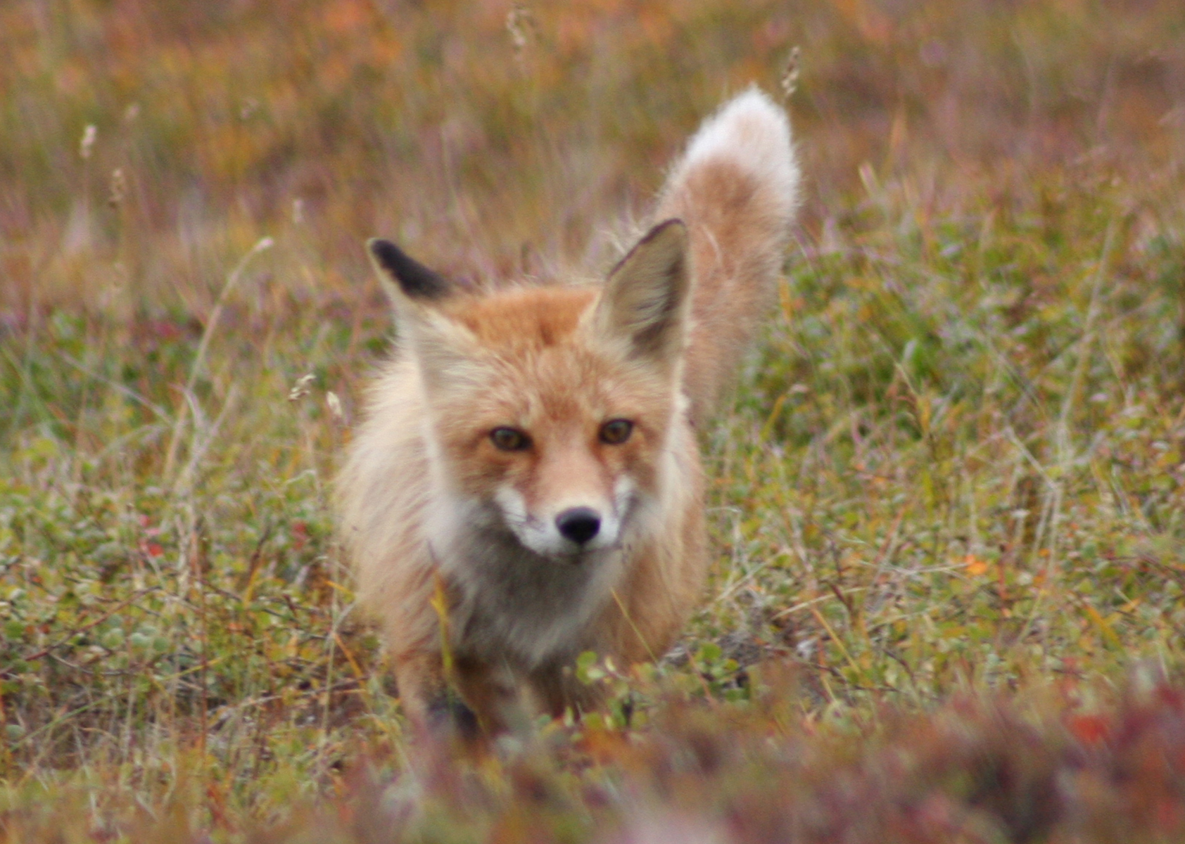 Red Fox - Bering Land Bridge National Preserve (U.S. National Park Service)