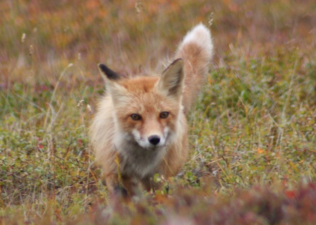 Red fox looking over a grassy knoll.