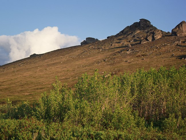 Cottonwoods by hillside