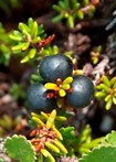 Crowberries