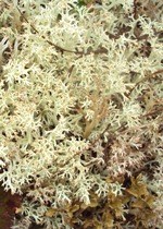 A close-up view of white, shrubby cladina lichen