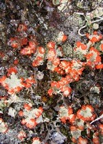 A patch of red and white cladonia lichen growing on grey rocks