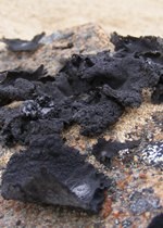 Patches of crusty black umbilicaria lichen growing on tan rocks