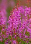 Common Fireweed