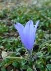 Mountain Harebell