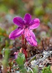 Kamchatka Rhododendron