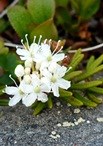 Labrador Tea