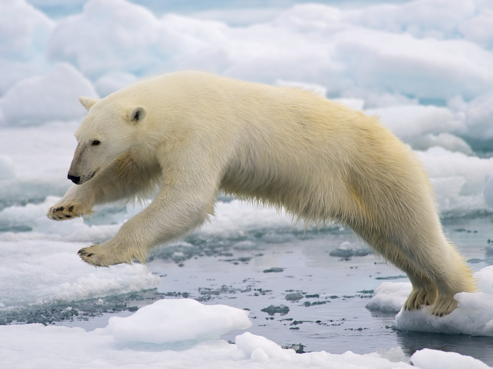 Polar Bear - Bering Land Bridge (U.S. Park Service)