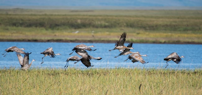 Sandhill cranes flying across tundra wetlands.