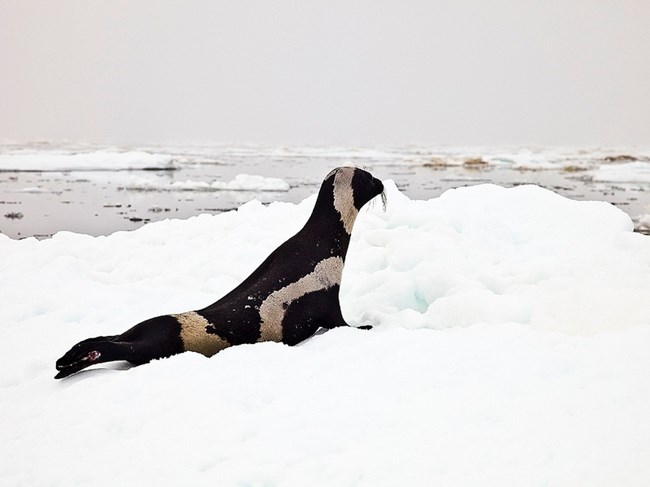 Ribbon Seal on Ice