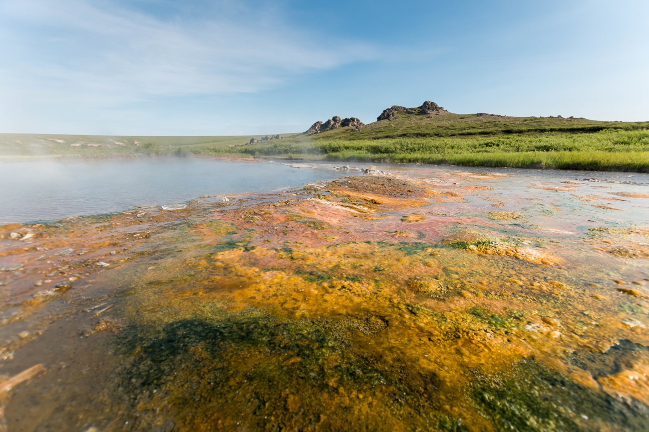 A shallow pool of water is surrounded by algae and a grassy meadow.