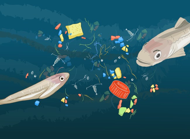 Juvenile saffron cod swim amongst plankton and microplastic pieces, illustrated.