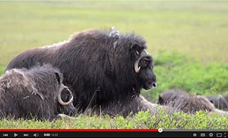 Muskox video