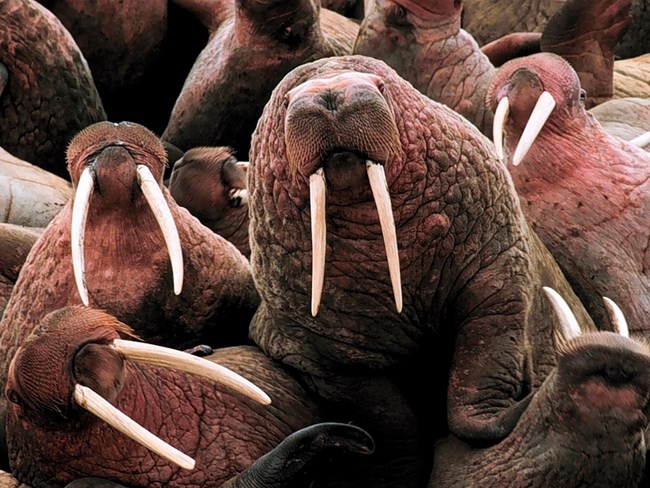 huddle of Walruses