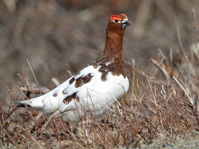 Willow Ptarmigan