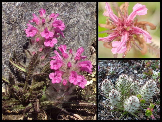 Wooly Lousewort in three stages of life