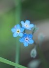 Alpine Forget-Me-Not