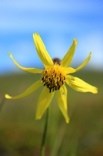 Alpine Arnica