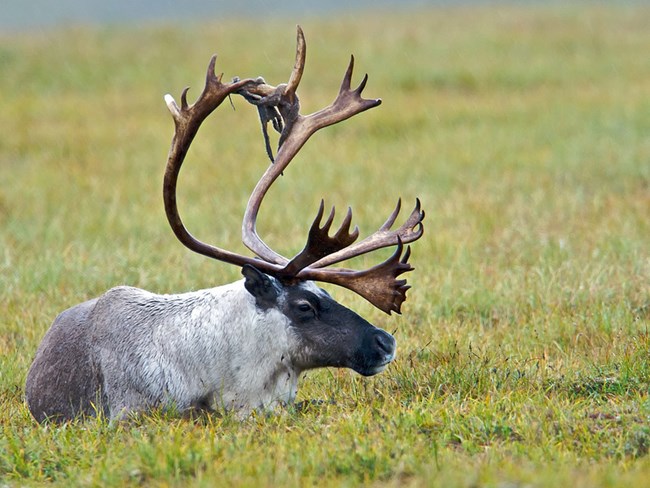 A caribou sitting in the grass