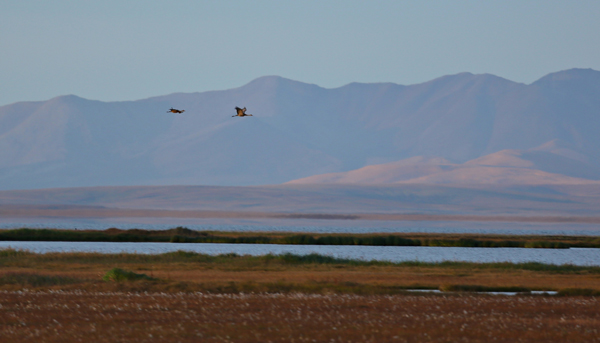Two sandhill cranes fly across a background of pale mountains in sunset lighting Two sandhill cranes fly across a background of pale mountains in sunset lighting