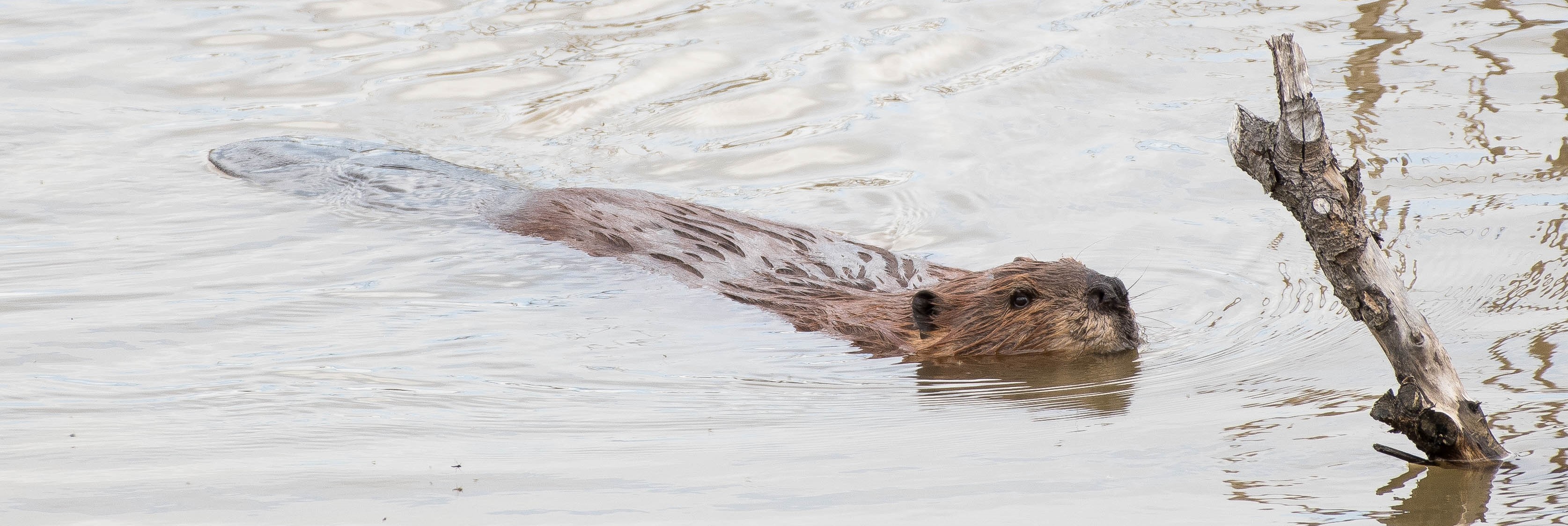 crop-Beaver_SavannahGlasscock02.jpg?maxw