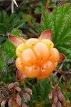 Salmonberry