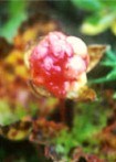 Salmonberry