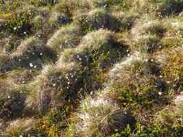 Lumpy mounds of cottongrass that are known as tussocks.