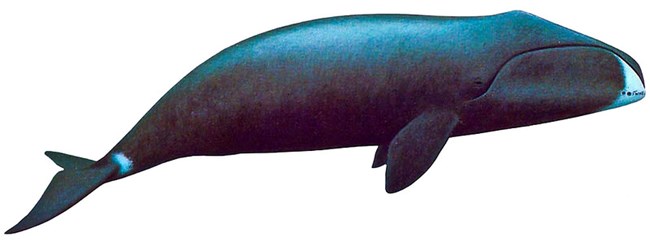 Illustration of Bowhead Whale
