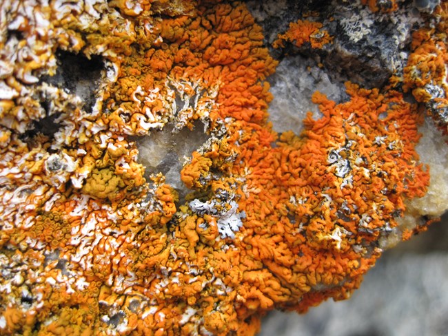 xanthoria lichen growing on rock