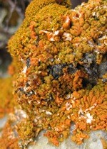 Bright orange, lumpy xanthoria lichen covering a rock