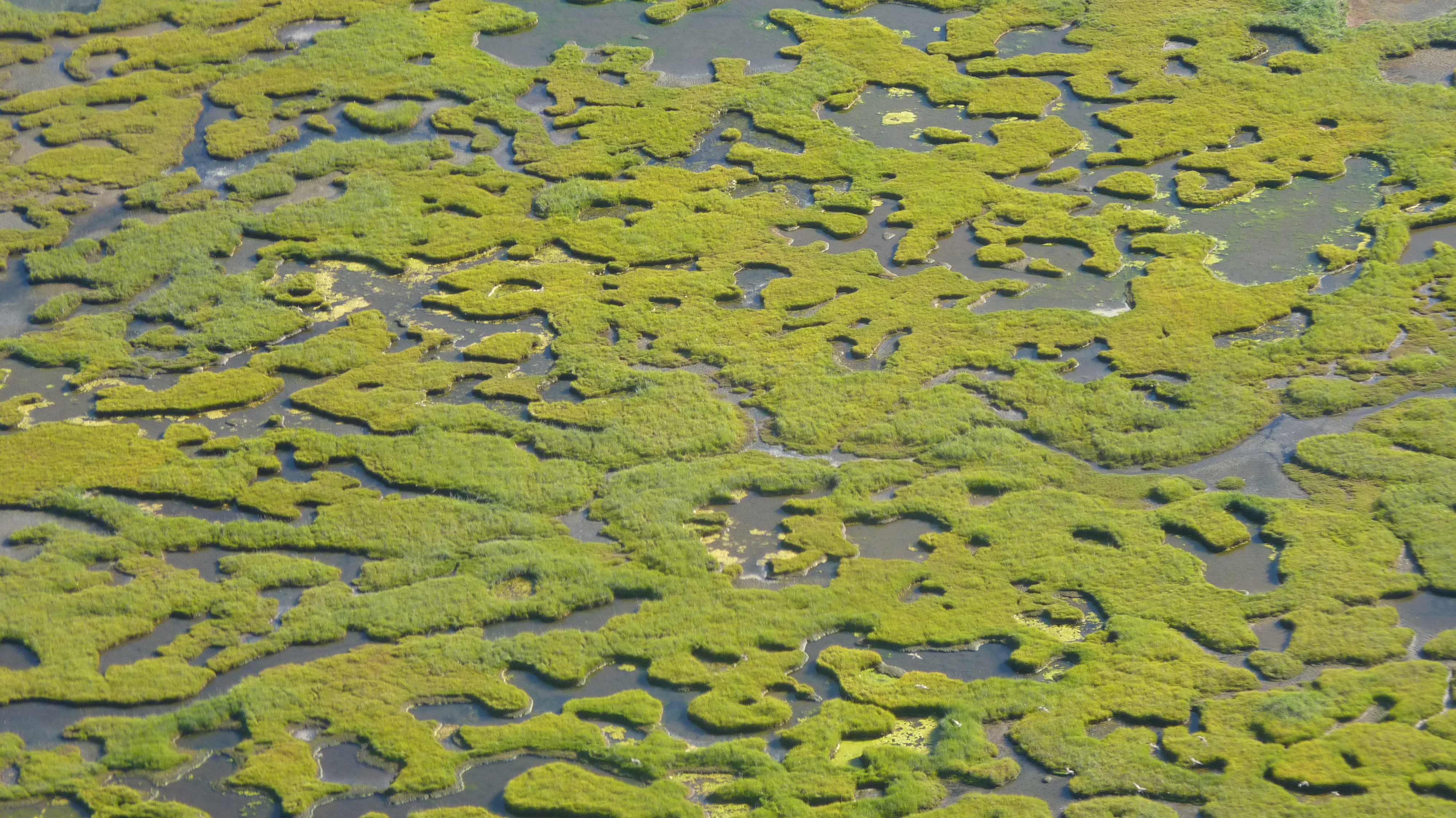 From above, a labyrinth of grass creeps through a shallow body of water.