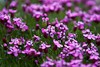 Tundra Flowers