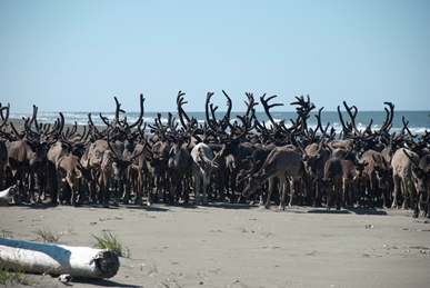 Reindeer Herd