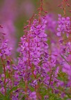 Common Fireweed
