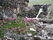 Sun bleached caribou antler in front of a tor (granite outcropping) with small pink dwarf fireweed blooming in the foreground.