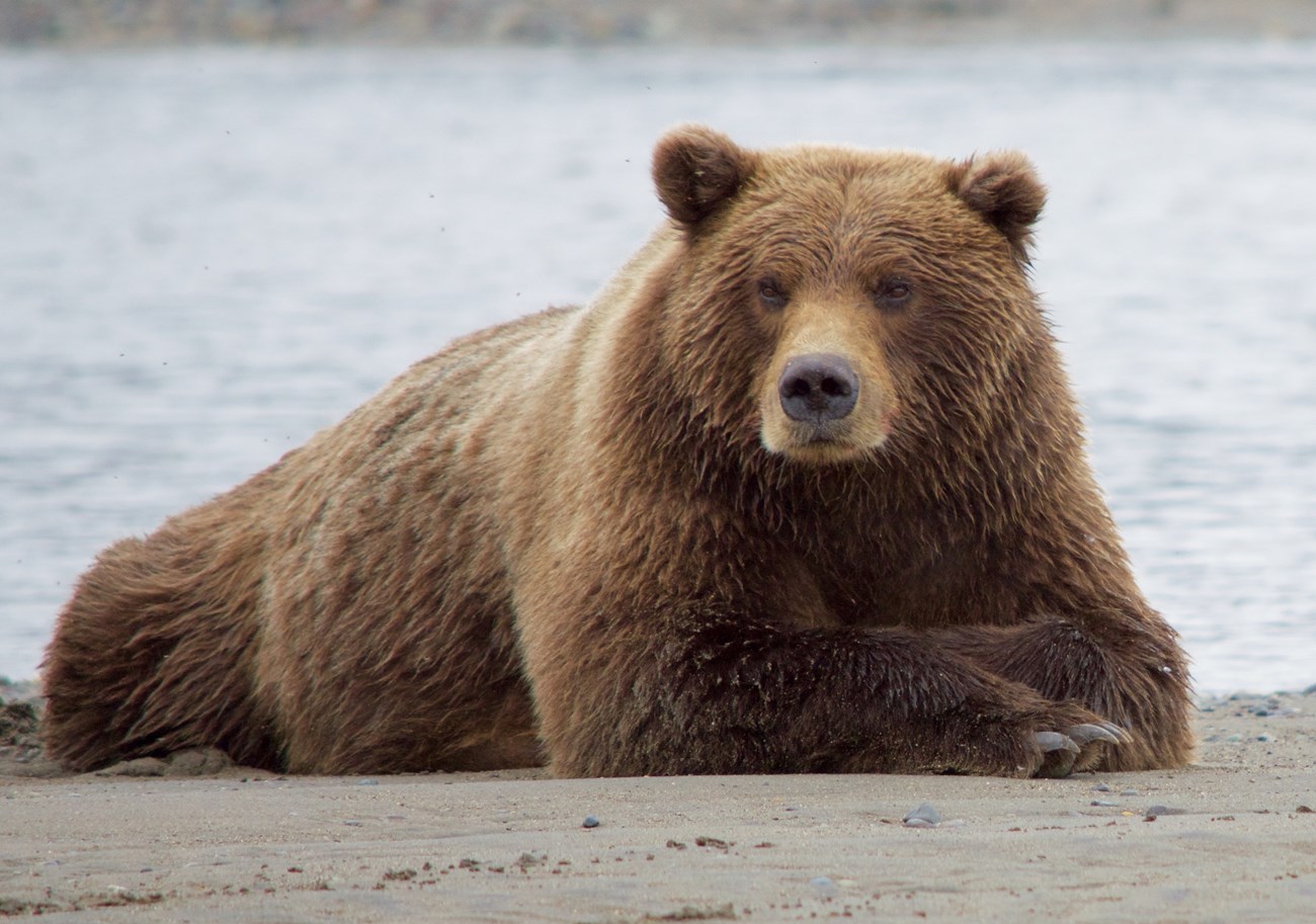 Portrait of a brown bear laying on the shore of a lake.