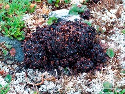Bear Poop With Berries