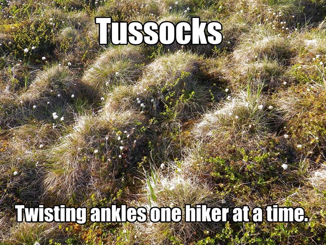From above, tussocks fill the frame. A caption reads,"Tussocks, twisting ankles on hiker at a time."