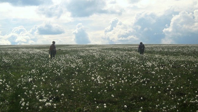 Two hikers standing at a distance in a field of green cottongrass with little white tufts sprinkled throughout on a bright cloudy day.