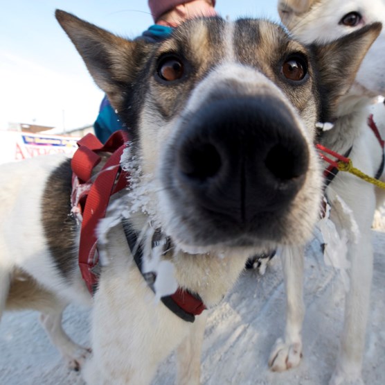 A close up of a the snout of a brown and white sled dog in harness. A close up of a the snout of a brown and white sled dog in harness.